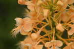 Yellow fringed orchid